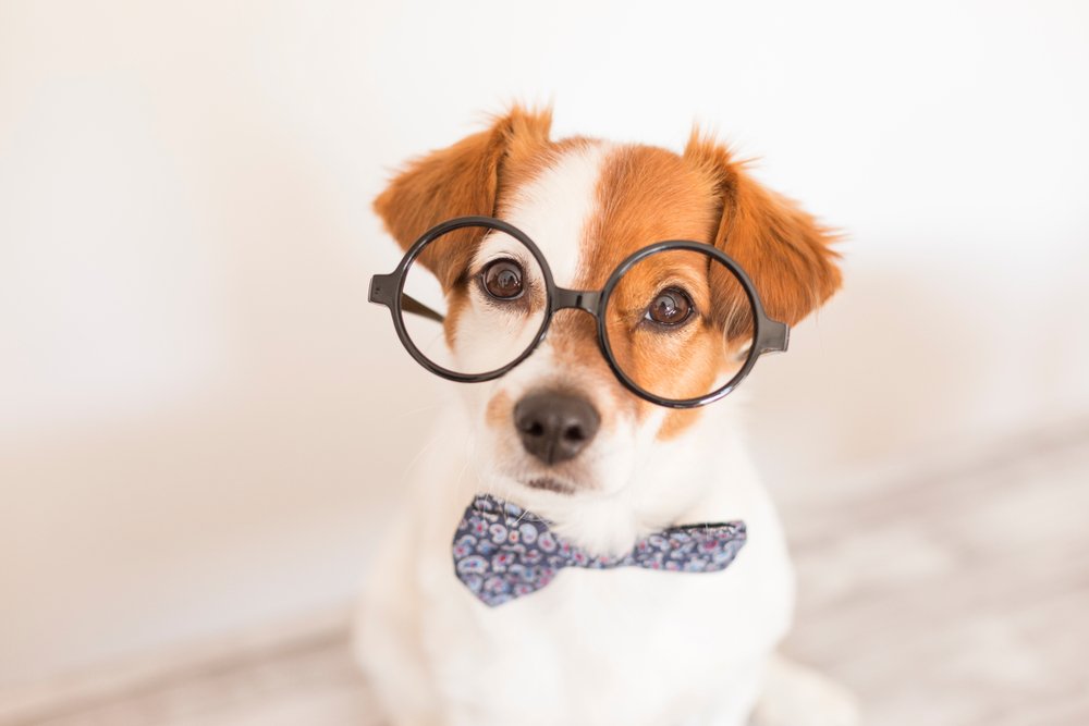 Köpekleri Anlama Rehberi, Köpek Hareketleri ve Davranışları